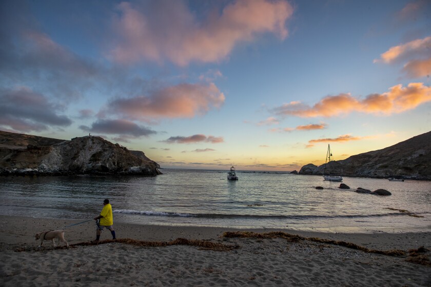 LITTLE HARBOR, CA - AUGUST 10: A beach-goer walks his dog at sunset in front of the campground, overlooking Little Harbor Monday, Aug. 10, 2020 in Catalina, CA. The bison were brought to Catalina Island in 1924 for the production of The Vanishing American. (Allen J. Schaben / Los Angeles Times)