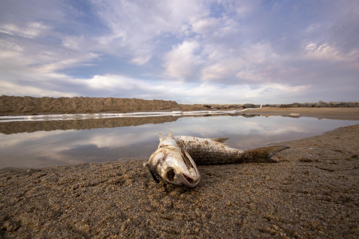 A dead fish lies on the shore at the border of Huntington Beach and Newport Beach.