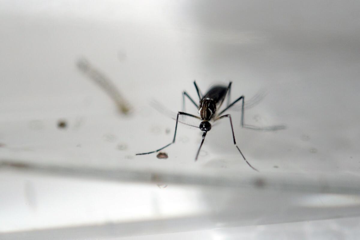 The culprit: an Aedes Aegypti mosquito, carrier of the Zika virus.