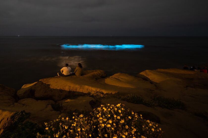 Bioluminescent waves roll in near Sunset Cliffs the night of May 3.