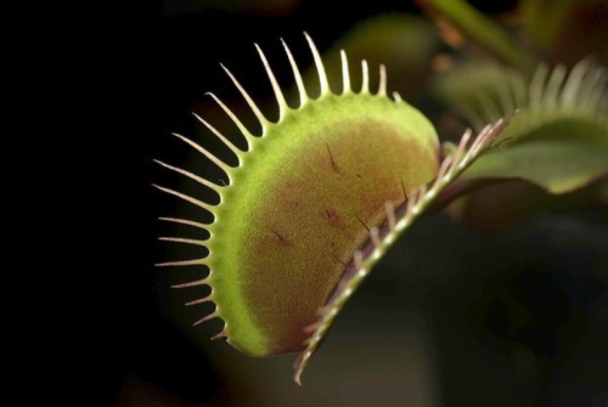 A Dionaea muscipula, the Venus Flytrap, among the collection of carnivorous plants at California State University Fullerton's greenhouse.