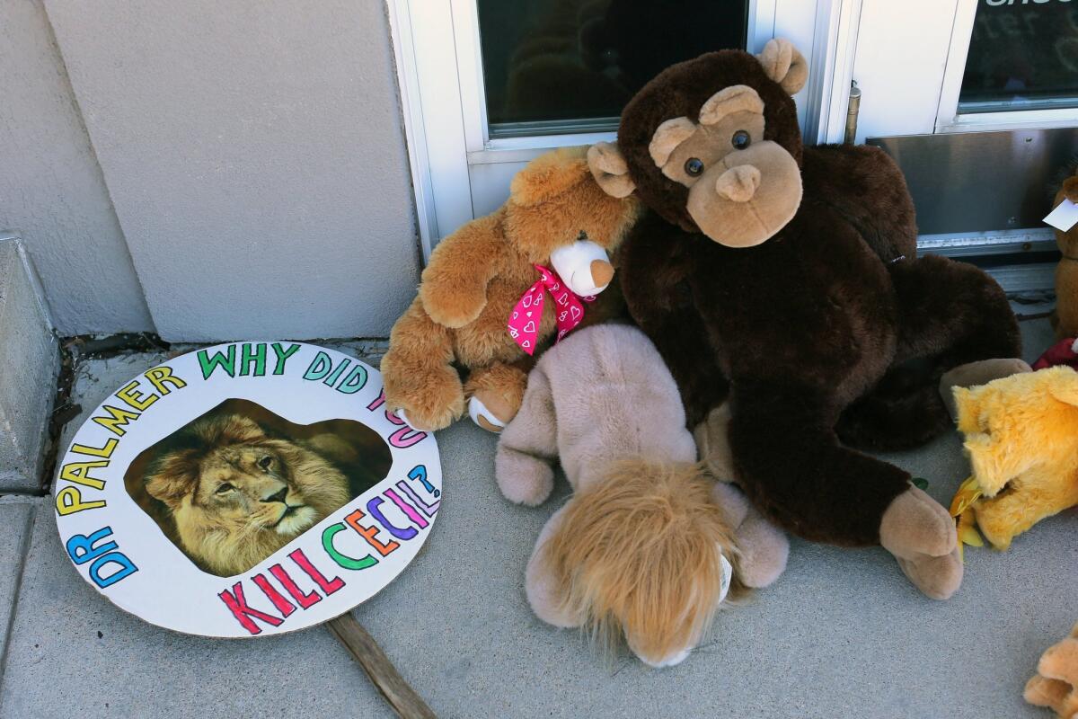 Signs and toy animals are placed at a memorial for Cecil the lion in the parking lot of Dr. Walter Palmer's dental clinic in Bloomington, Minn.