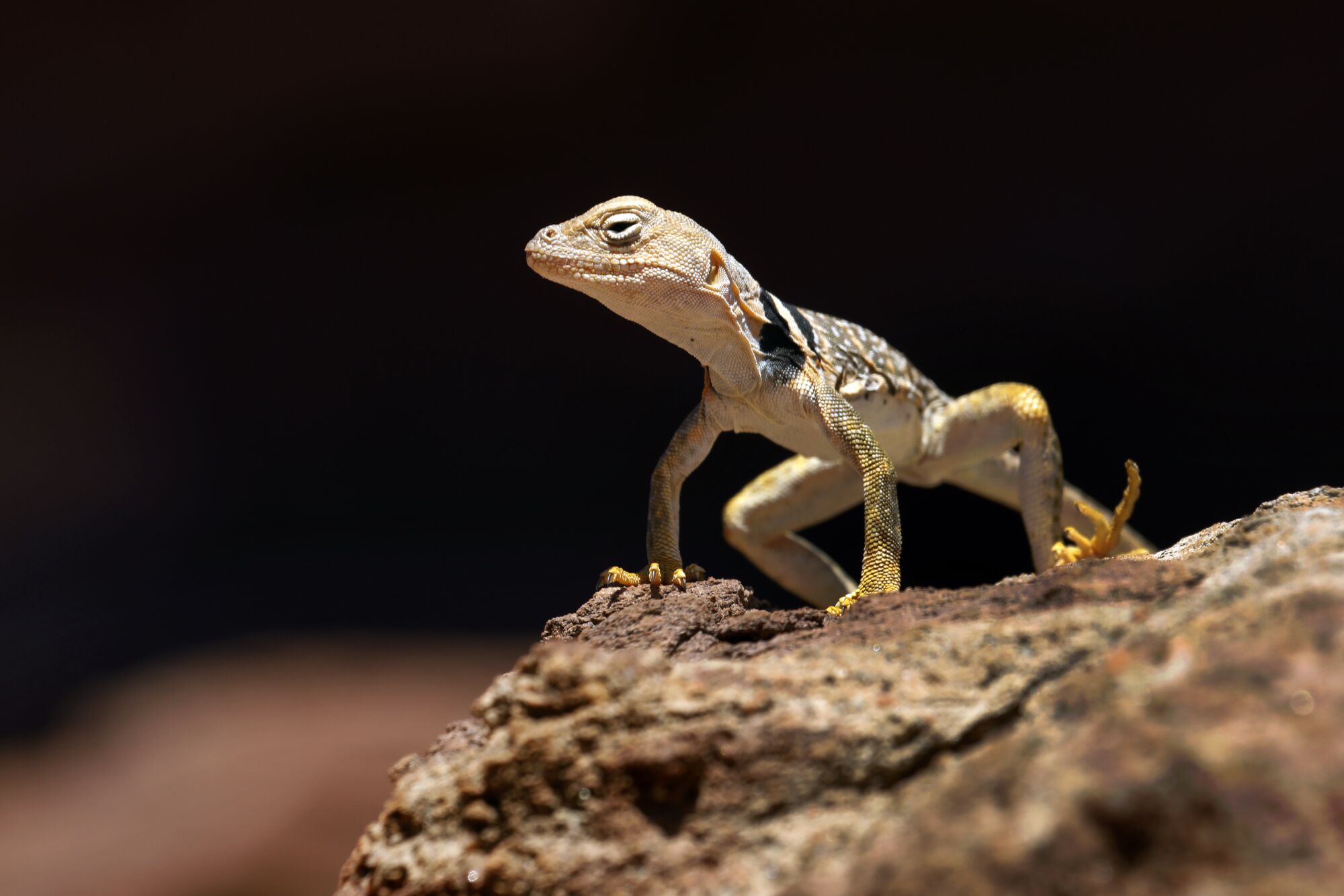 A lizard perches on a rock