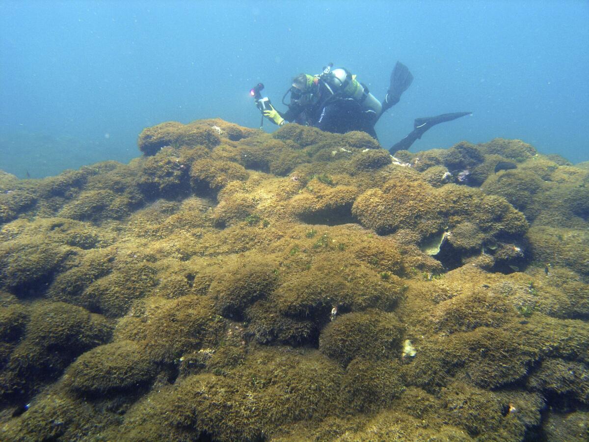 Seaweed covers a dead coral reef