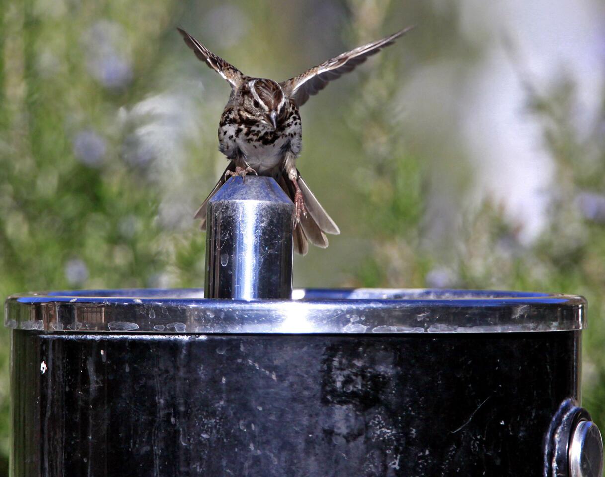 With temperatures reaching well into the 80's, even the birds seem to want a little relief from the heat by trying to get a drink from a fountain at Deukmejian Wilderness Park in Glendale on Wednesday, January 4, 2011. Temperatures are predicted to drop over the weekend.