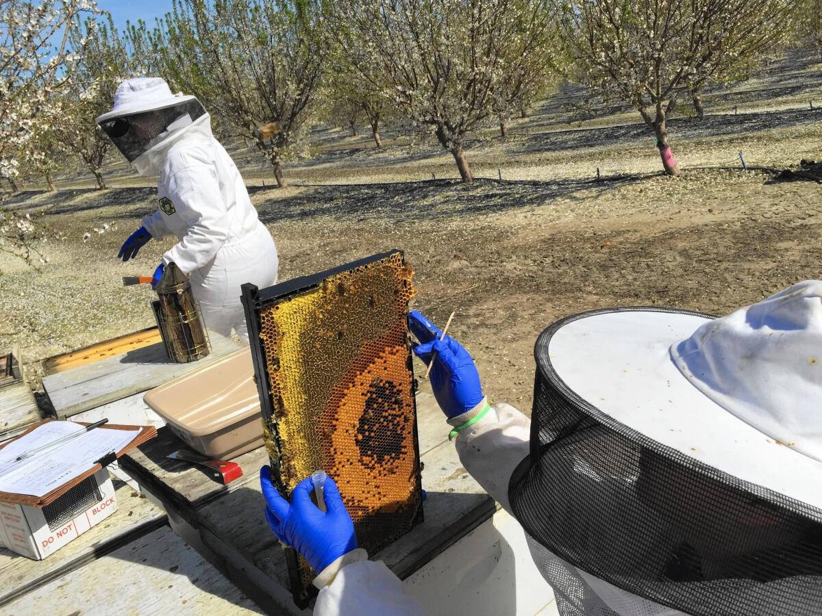 Nathalie Steinhauer, left, a doctoral student at the University of Maryland, and master's student Meghan McConnell collect samples of live bees and pollen from an almond orchard south of Bakersfield.