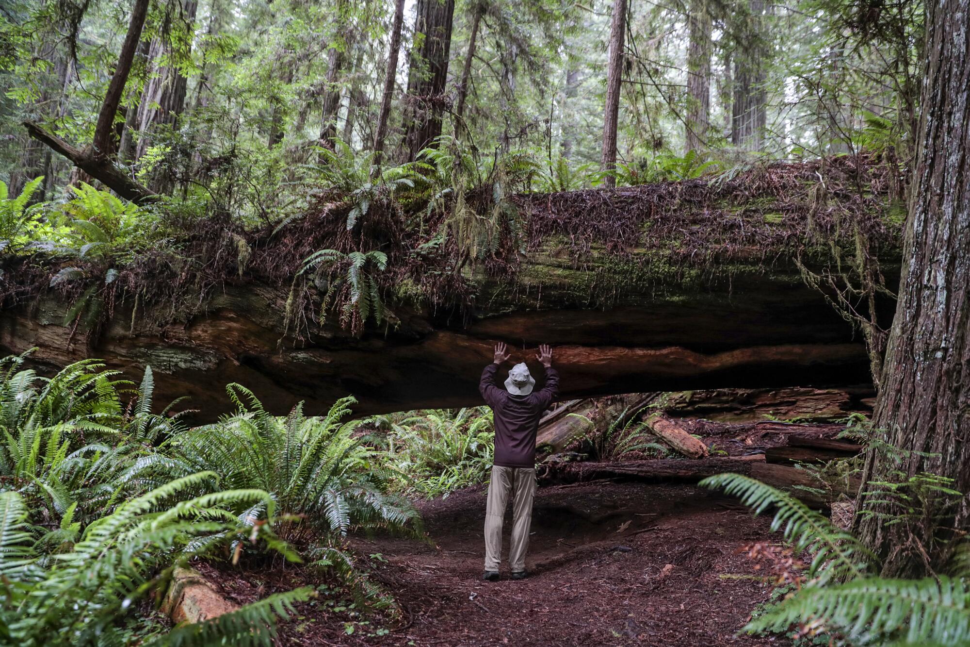 A hiker reaches up to touch a fallen redwood.
