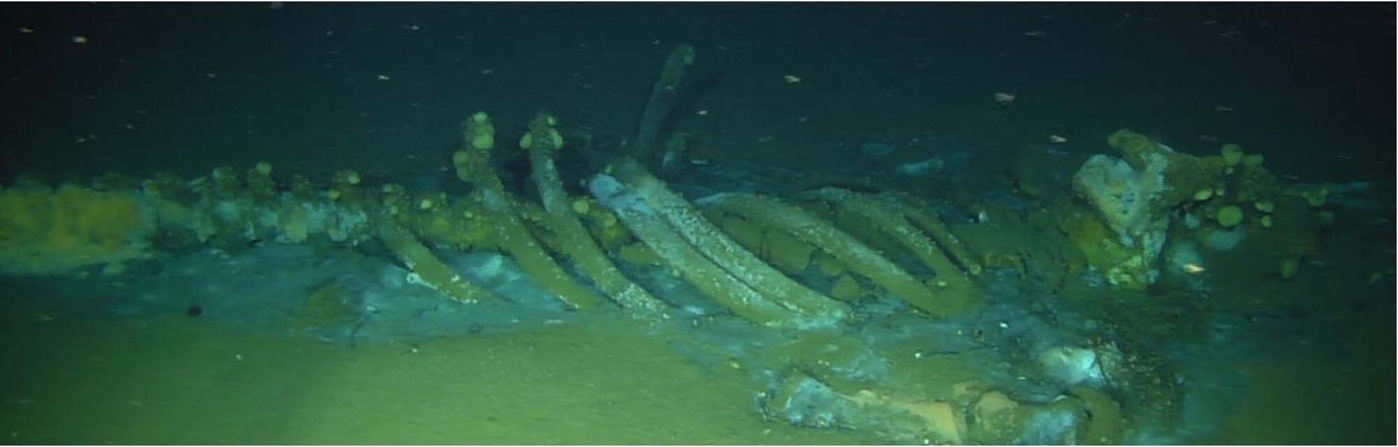Underwater photo of a sunken whale carcass.