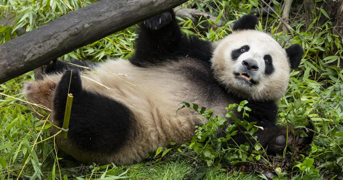 Giant pandas unveiled at San Diego Zoo. Newsom declares Panda Day