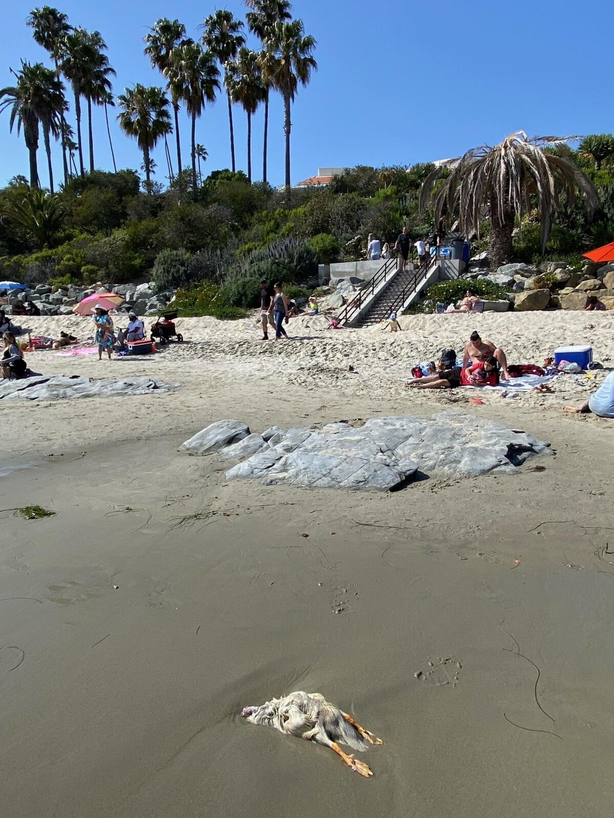 A decapitated duck was one of three dead birds discovered Sunday in Laguna Beach.