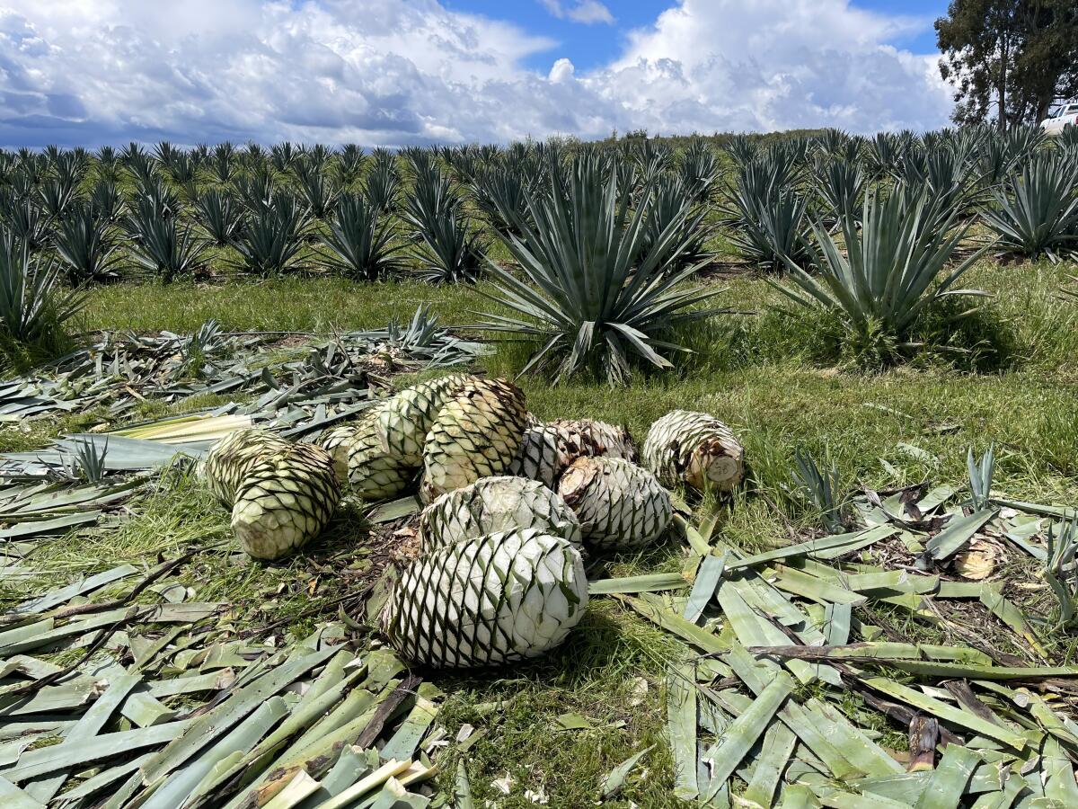 Several agave piñas lay in a field surrounded by sliced leaves.