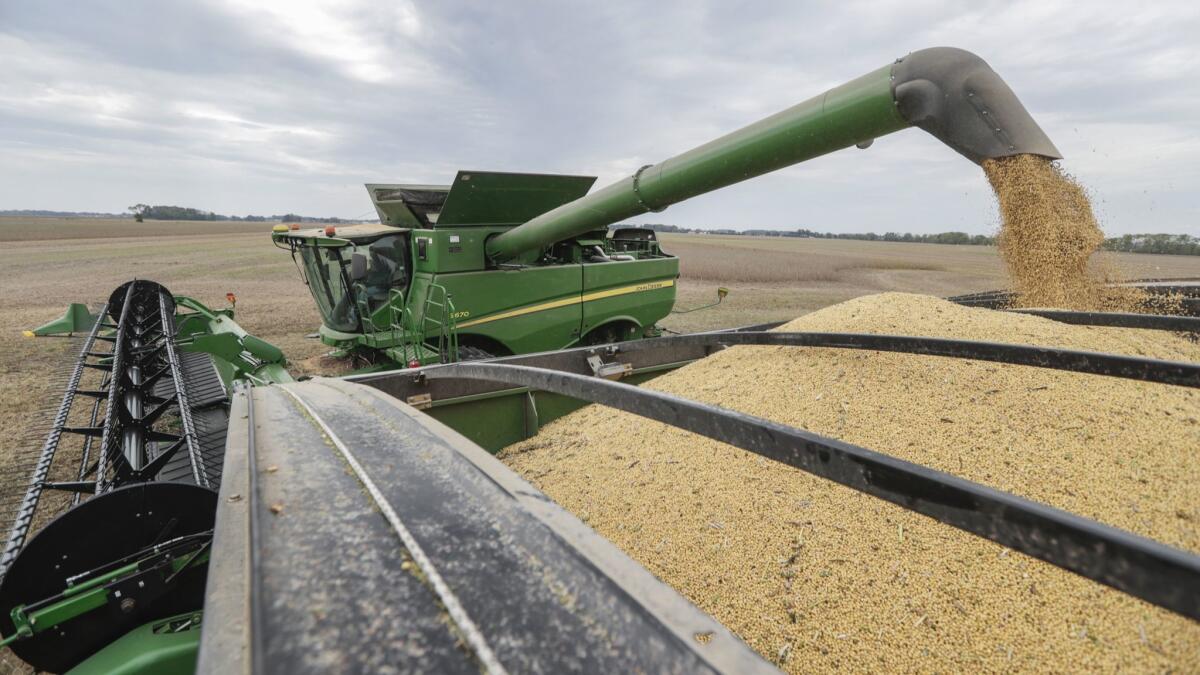 Mike Starkey offloads soybeans from his combine as he harvests his crops in Brownsburg, Ind., on Sept. 21.