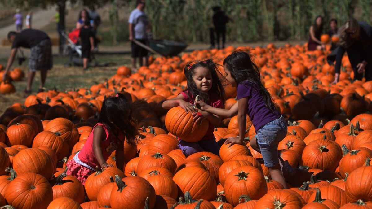 Children pick their perfect pumpkin at Bates Nut Farm in Valley Center.