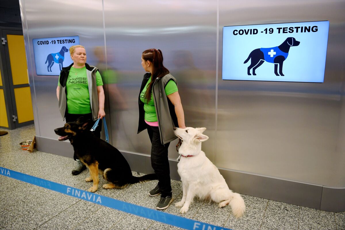 The coronavirus sniffer dogs Valo, left, and E.T. sit near their trainers at the Helsinki airport in Vantaa, Finland.