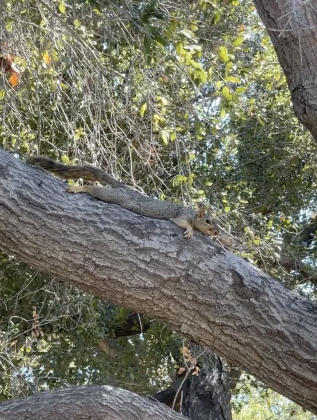 A squirrel splayed out on a tree branch