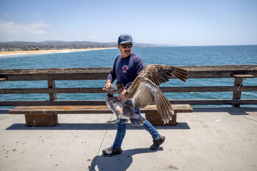 Newport Beach, CA - May 08: After rescuing several sick pelicans from the Newport Beach pier, Emory Douglas, capture and rescue specialist with the Wetlands and Wildlife Care Center, rescues another sick and dying Brown pelican on the Balboa Pier in Newport Beach Wednesday, May 8, 2024. Douglas and other volunteers have rescued 174 sick and dying Brown pelicans so far from Sunday to Wednesday. Douglas said the pelican was starving and almost out of fluids internally. He said they get their fluids from fish so if they are starving their electrolytes drop and die quickly. Large groups of sick, dying pelicans are appearing in Southern California as wildlife officials remain concerned over the continuing mystery. Since April 28, over 100 sickened pelicans have been discovered at Newport Beach in Orange County and only around half of them survived. On Tuesday, May 5, dozens more showed up at the Newport Beach pier and were taken to the Wetlands and Wildlife Care Center in Huntington Beach. (Allen J. Schaben / Los Angeles Times)