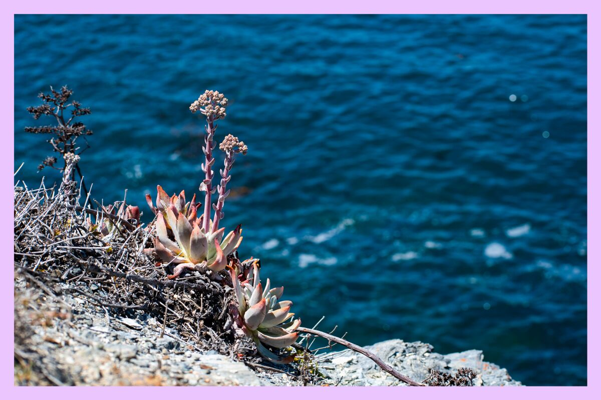 Dudleya virens ssp. Insularis, nicknamed the “live-forever," hangs on to the side of a sea cliff.