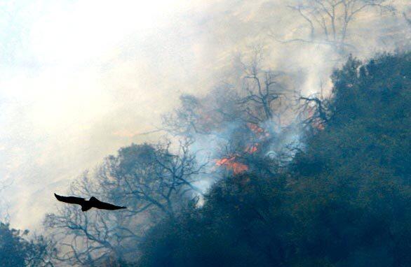 Sepulveda Pass brush fire