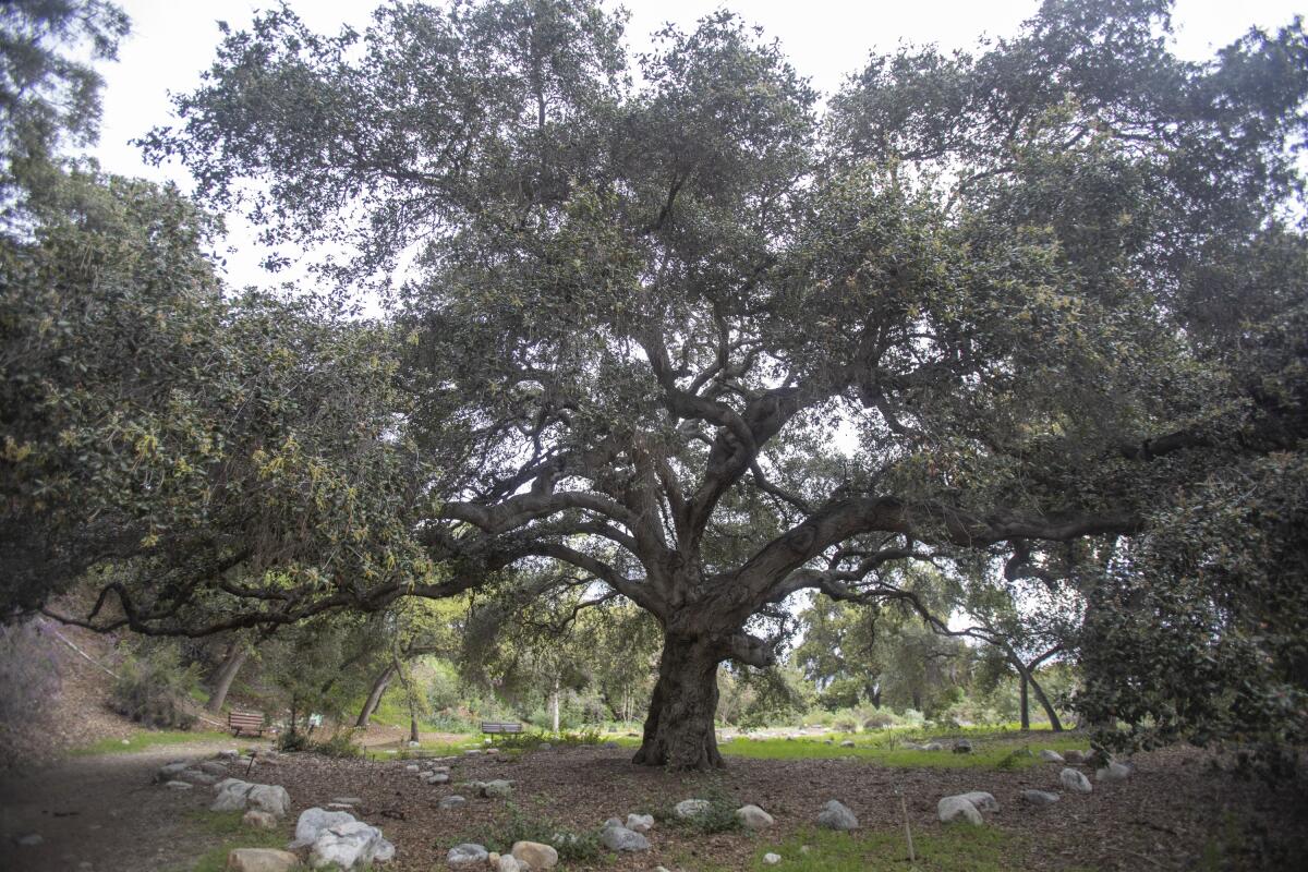 The massive, sprawling Majestic Oak at the California Botanic Garden.