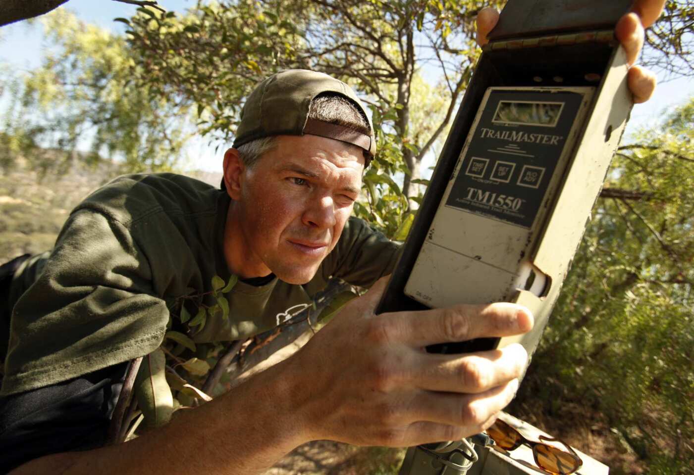 Jeff Sikich, wildlife biologist with the National Park Service, adjusts the infrared trigger used on remote cameras in Griffith Park to monitor possible activity by mountain lion P-22.