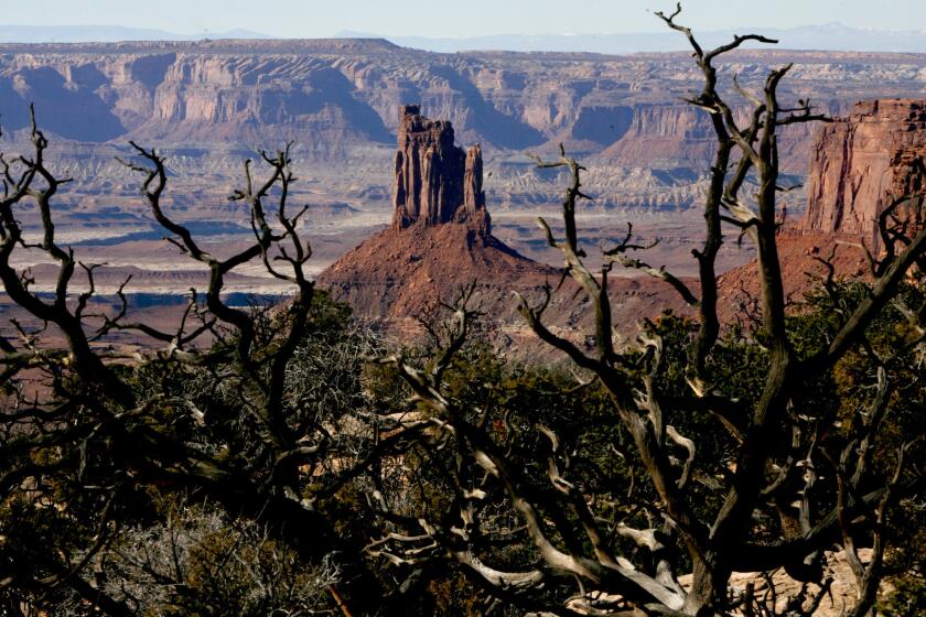 In Utah's Canyonlands National Park, look for framing devices (like gnarled trees) to impose order on your composition. It doesn't hurt to include features like Candlestick Tower, either.