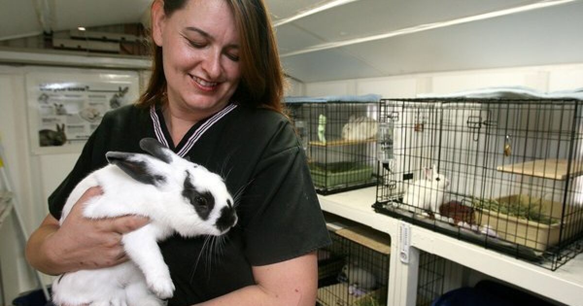 LAKE ELSINORE: Rabbits get their own home at animal shelter - The San Diego  Union-Tribune