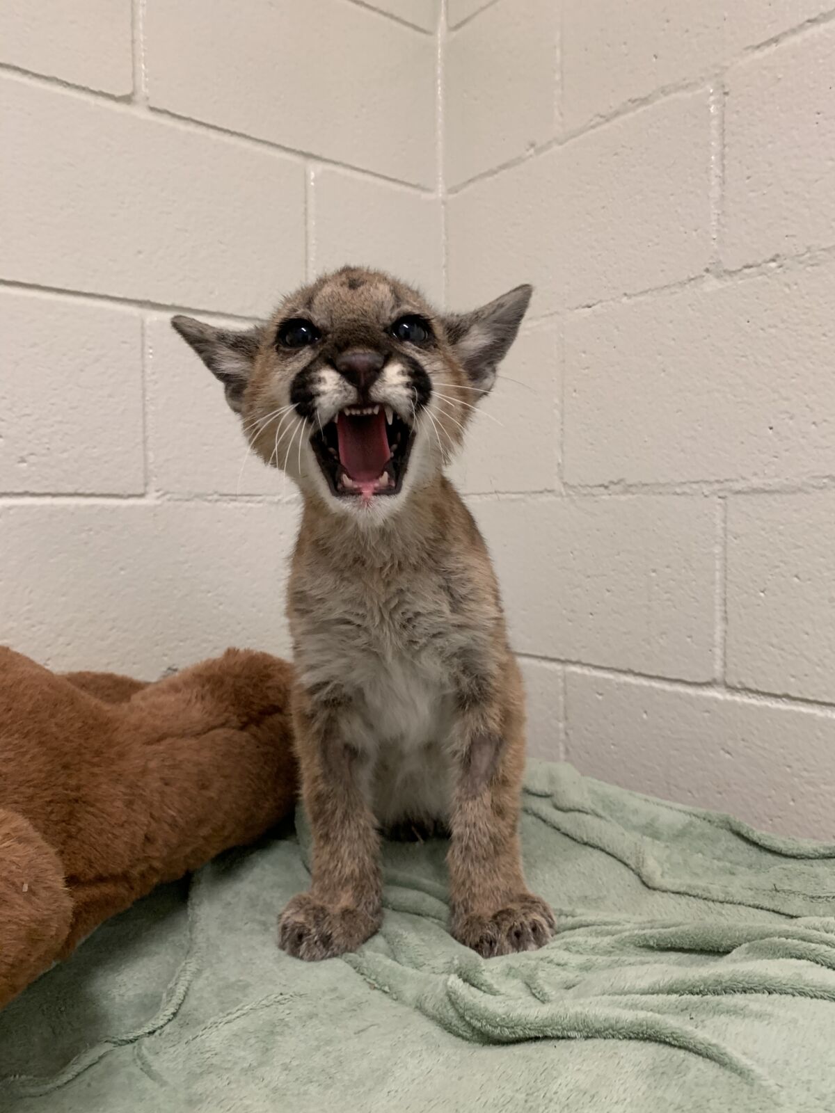Mountain lion cub sitting on her hind legs with her mouth wide open for a roar. 