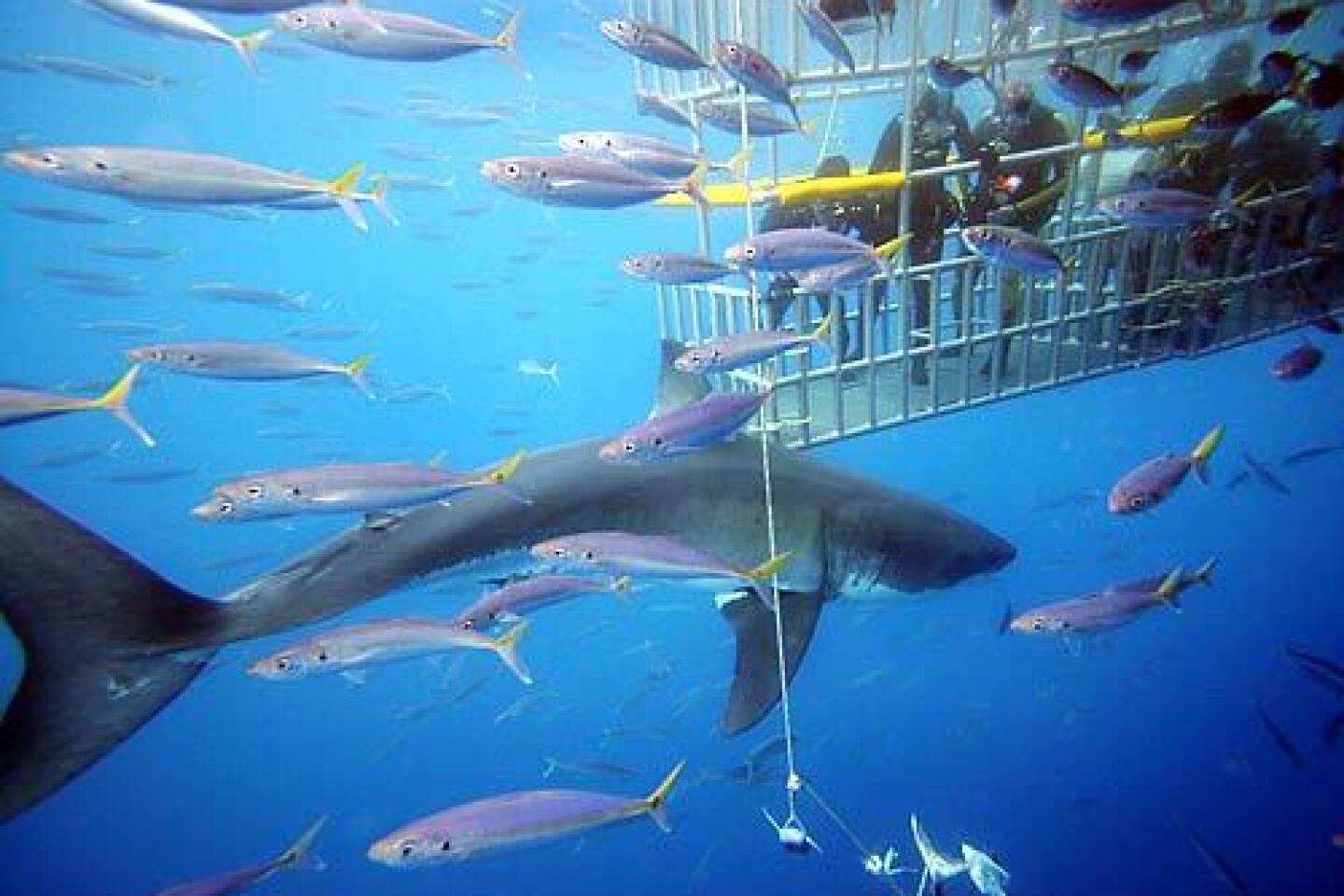THE 5 BEST La Paz Shark Diving Activities (Updated 2023)