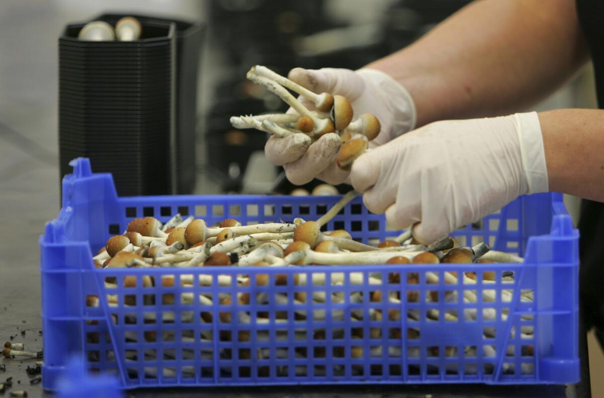 A person wearing gloves handles mushrooms.