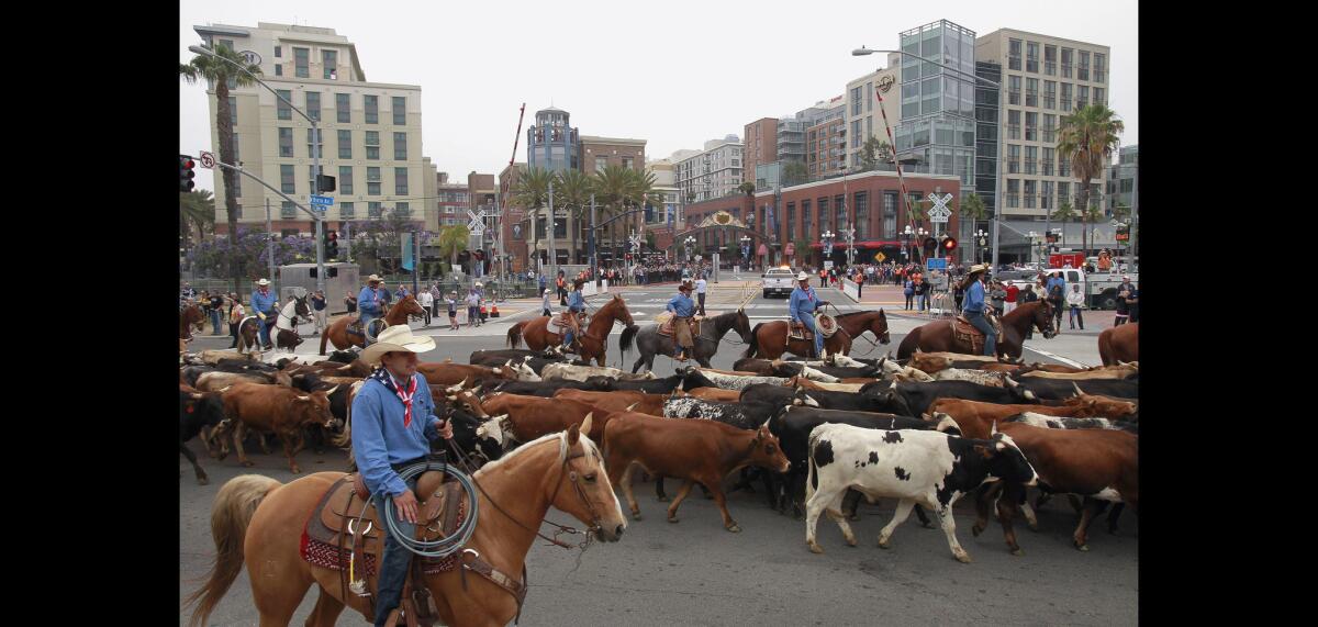 A cattle drive moves past the San Diego Convention Center on Harbor Drive before going through the Gaslamp Quarter in the background.