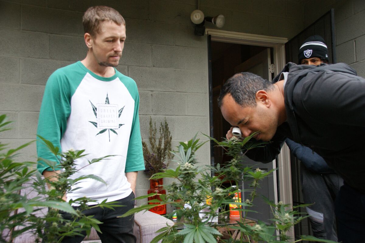 Marc Emmelmann runs cannabis education-centric Green Carpet Growing from his home in Bankers Hill.
