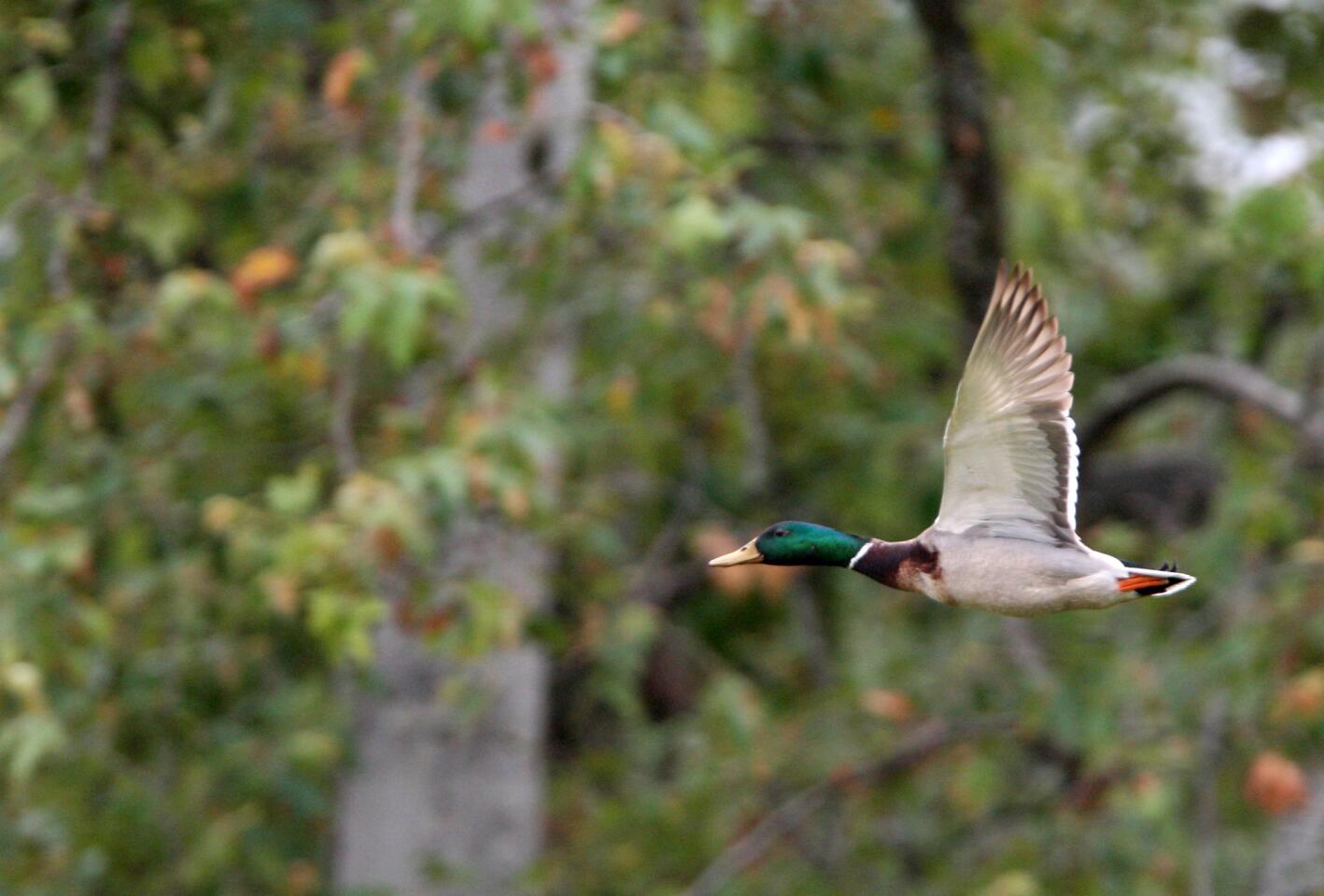 Photo Gallery: BirdLA birdwatching event held at Descanso Gardens