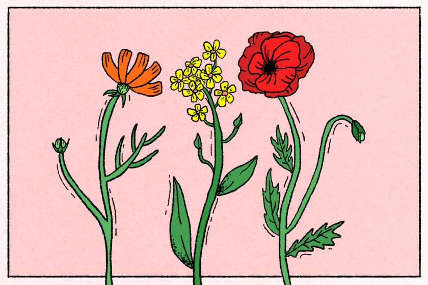 Illustration de trois fleurs sauvages sur fond rose.