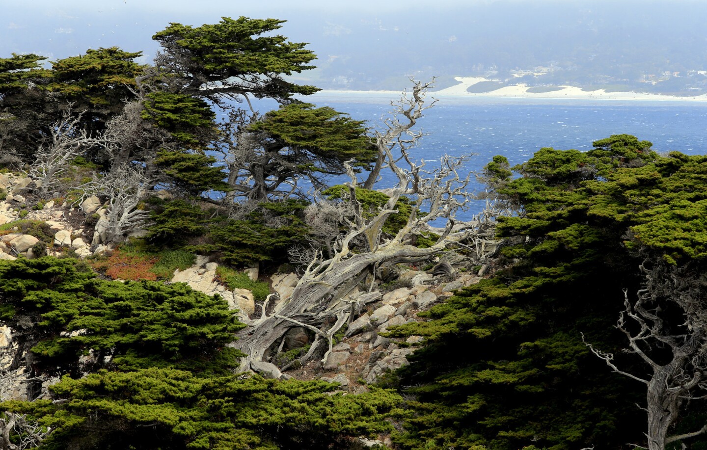 Groves of Monterey Cypress cover the rocky shoreline at Point Lobos State Reserve, three miles south of Carmel. Admission to the reserve is $10 a car. Many visitors dodge that cost by parking along Highway 1 and walking in.