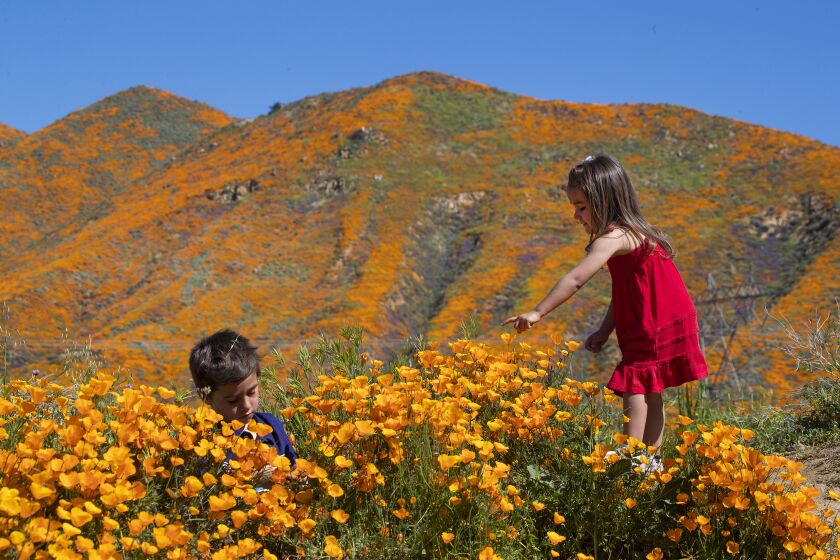 LAKE ELSINORE, CALIF. -- MONDAY, MARCH 18, 2019: Surrounded by the wildflower super bloom, Kaleb, 5, and Ava Gutierrez, 3, of Aliso Viejo, play amid the poppies while taking in the rare scenery of the Lake Elsinore Poppy Fields in Walker Canyon after the city closed the area in Lake Elsinore, Calif., on March 18, 2019. Calling the stampede a ?poppy nightmare,? Lake Elsinore officials announced they had shut access to the popular poppy fields in Walker Canyon, where crowds had descended in recent weeks to see the super bloom of wildflowers. ?The situation has escalated beyond [our] available resources,? Lake Elsinore said on its City Hall Facebook page. ?No additional shuttles or visitors will be allowed into Walker Canyon. This weekend has been unbearable [for] Lake Elsinore.? The area was reopened Monday. (Allen J. Schaben / Los Angeles Times)