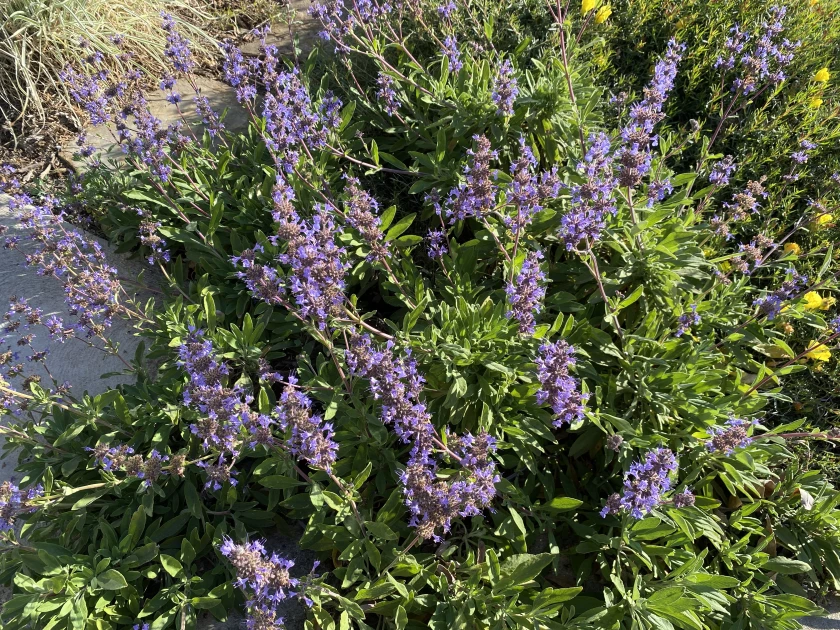 Dara’s Choice sage is characterized by low-spreading growth, upright purple flowers and, like all black sage varieties, leaves that enhance vanilla flavoring. (Jeanette Marantos / Los Angeles Times)