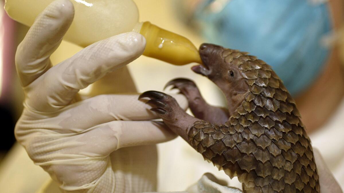 A Los Angeles Zoo worker bottle-feeds a young pangolin from Africa in the zoo's nursery in 2005. Despite nurturing, the infant mammal died nine months after arriving at the zoo. Pangolins typically do not fare well in captivity, according to wildlife experts.