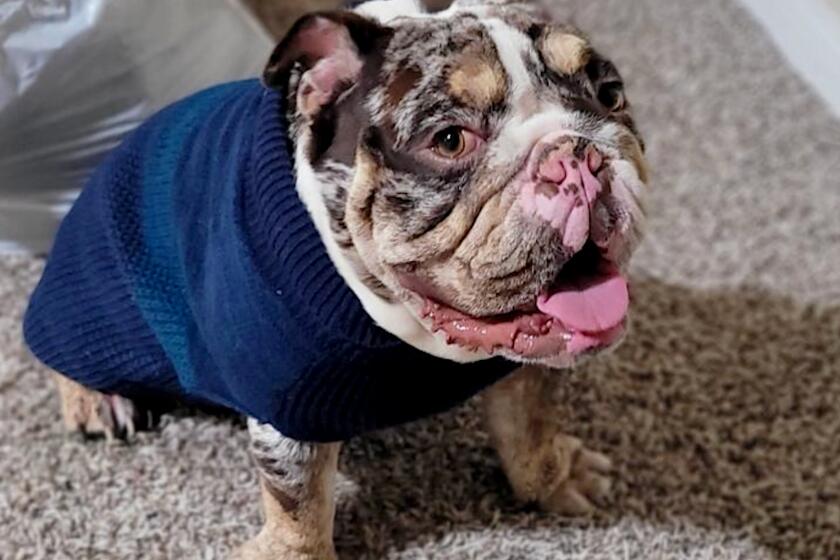 LOS ANGELES, CALIFORNIA-NOV. 7, 2023-Authorities are seeking the public's help to find the men who stole an English bulldog at gunpoint from its owner in West Hollywood. The crime occurred about 11:40 p.m. Monday in the 1100 block of Olive Drive, according to the Los Angeles County Sheriff's Department. (OnScene)