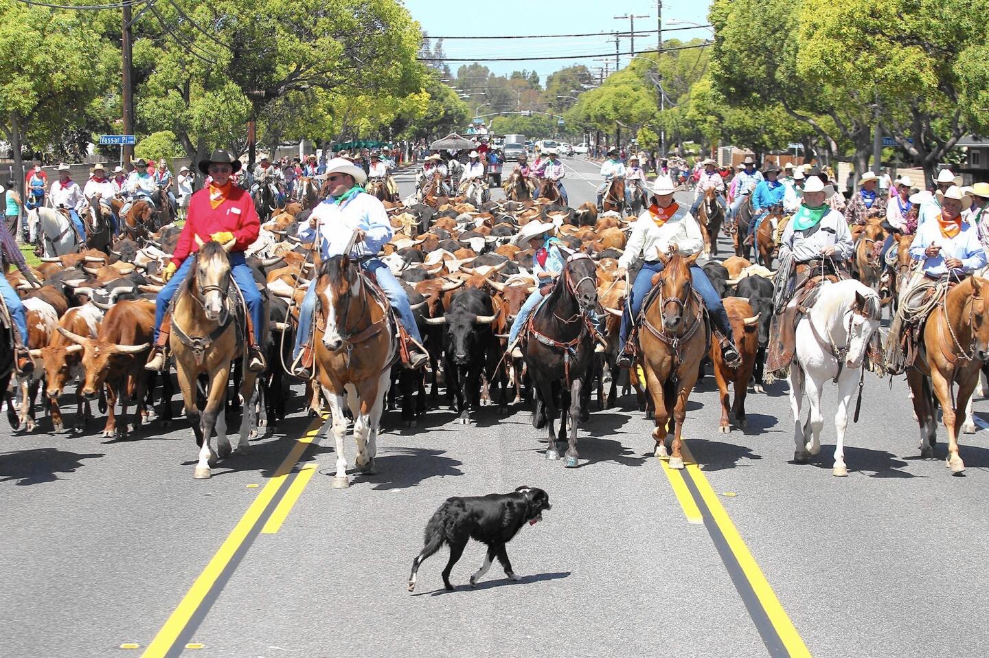 Wranglers lead about 200 livestock down Fair Drive as the OC Fair Cattle Drive returned to the streets of Costa Mesa toward its final destination at the O.C. Fairgrounds on Saturday morning.