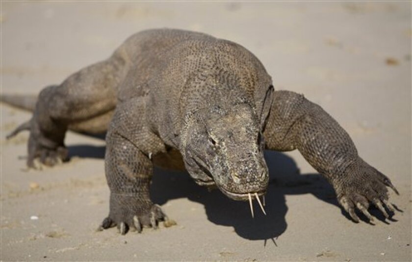 FILE - In this Thursday, April 30, 2009 file photo, a Komodo dragon walks on a beach on Komodo island, Indonesia. An Indonesian park ranger escaped an attack by a Komodo dragon, the world's largest lizard species, when his colleagues heard his cries for help and drove the reptile away. (AP Photo/Dita Alangkara, File)