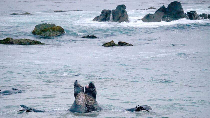 Elephant Seals battle one another on the beach rookery at Piedras Blancas in San Simeon.