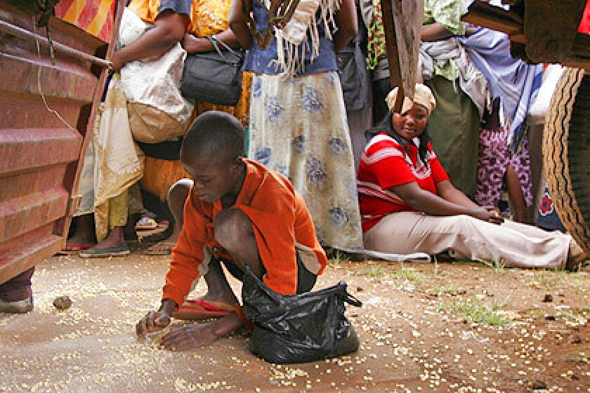 A Kenyan boy collects grain that had fallen under a truck containing World Food Program relief food for the residents of the Kibera slum.