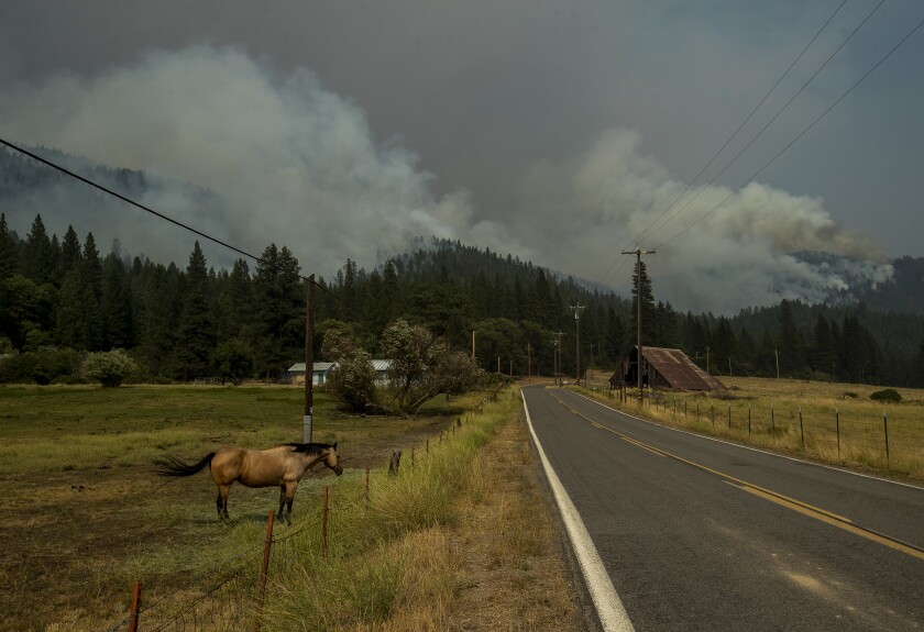 A horse stands in a field next to a road as smoke rises from a wildfire in nearby hills