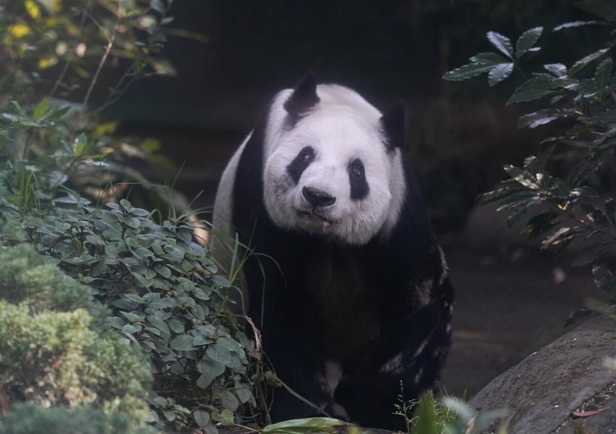 Xin Xin, the last giant panda in Latin America, looks out from her enclosure at the Chapultepec Zoo.