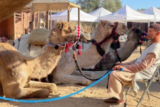 Oasis Camel Dairy owner Gil Riegler relaxes with some of his camels in between movie takes on the Bethlehem set.
