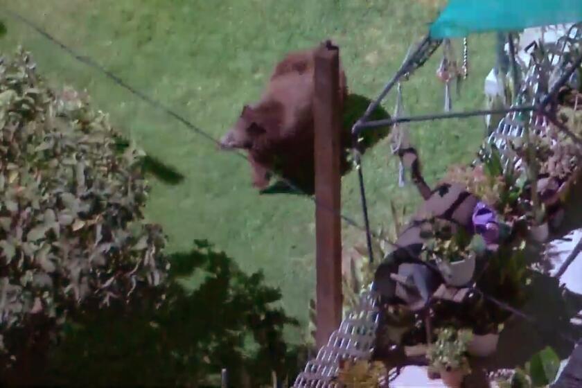 A bear was seen roaming a residential area of Eagle Rock Tuesday night, March 2, 2021.