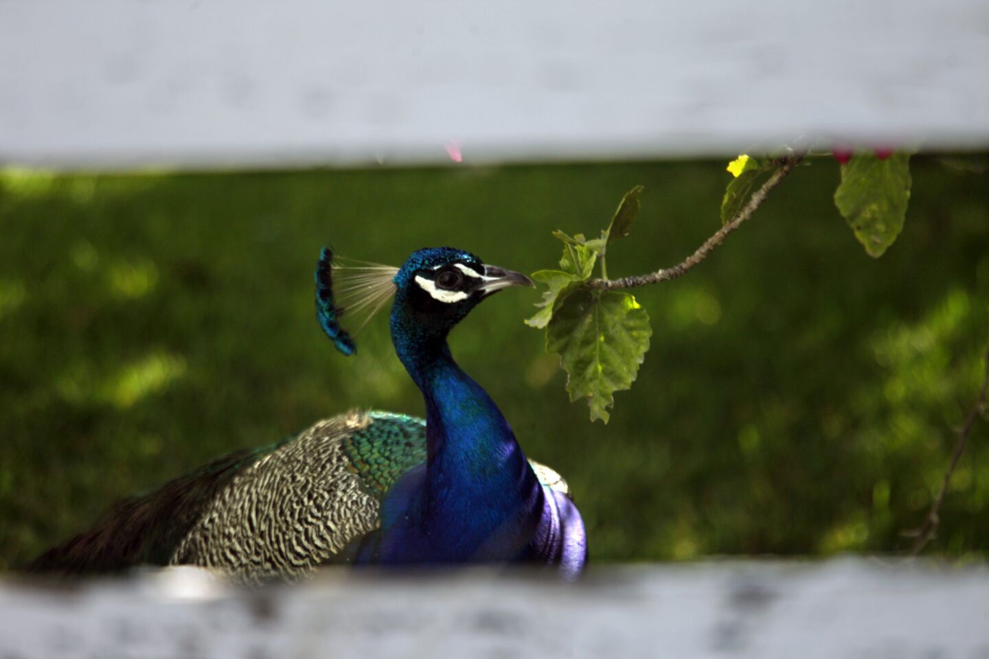 Each peacock killed could bring an animal cruelty penalty of up to three years in prison or a $20,000 fine.