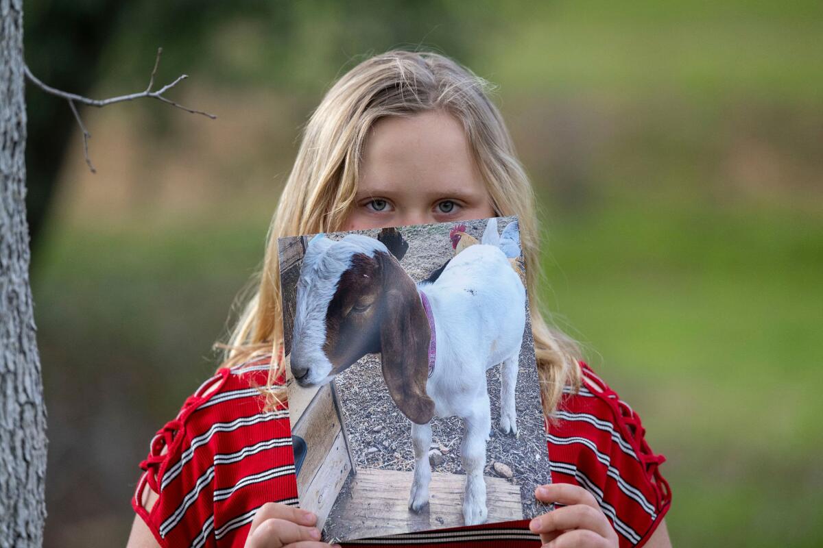 A girl holds a photo of a goat.