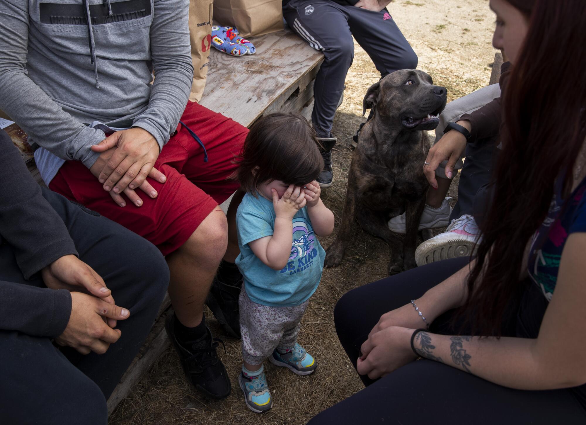 A toddler plays peek-a-boo with her mother on an unlicensed cannabis farm.