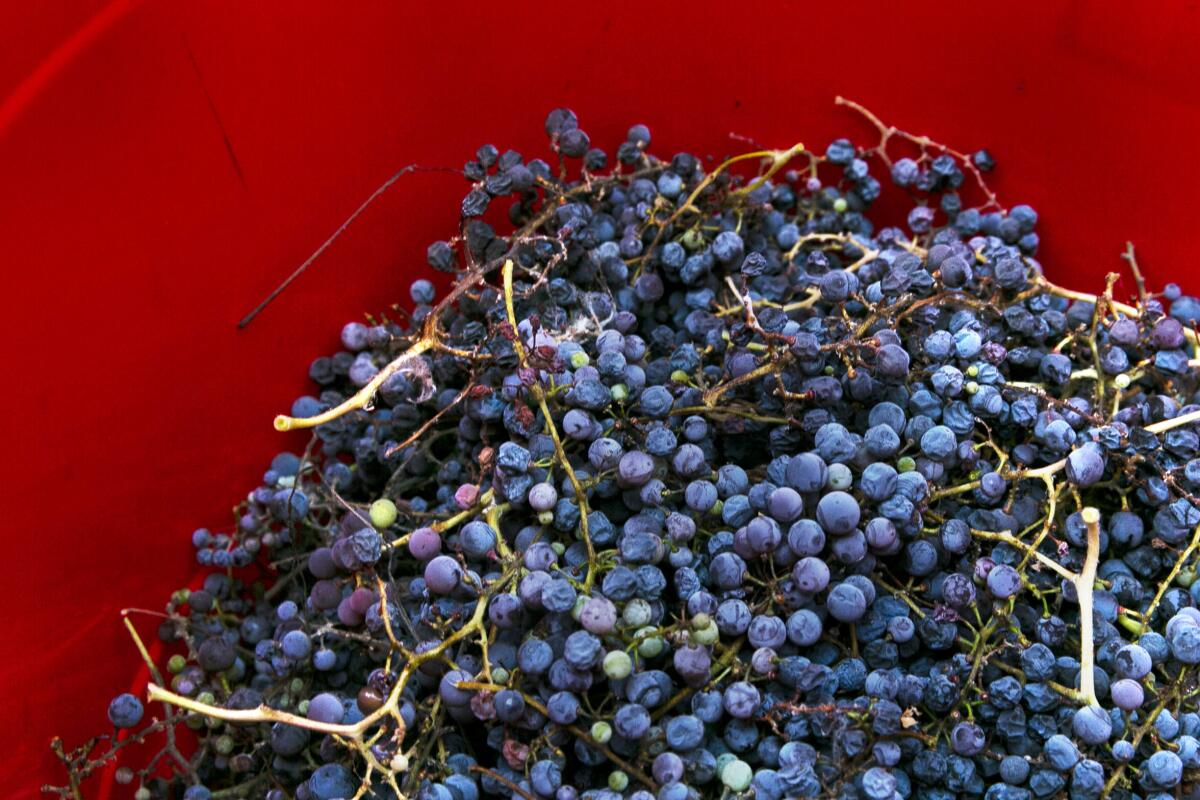 Harvested grapes from the original Ramona Vine at San Gabriel Mission.